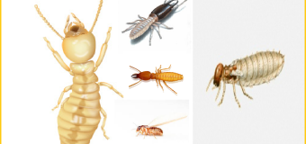 Diệt mối ở hưng yên