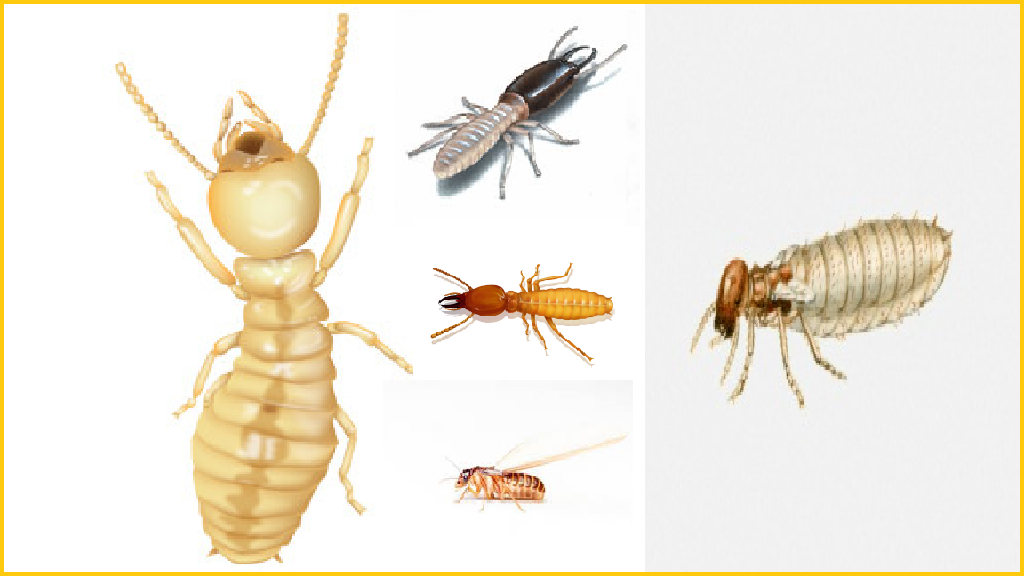 Diệt mối ở hưng yên