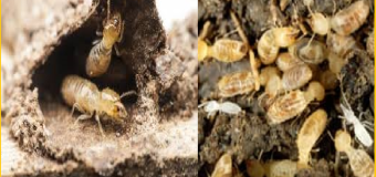 Diet moi hung yen gia re