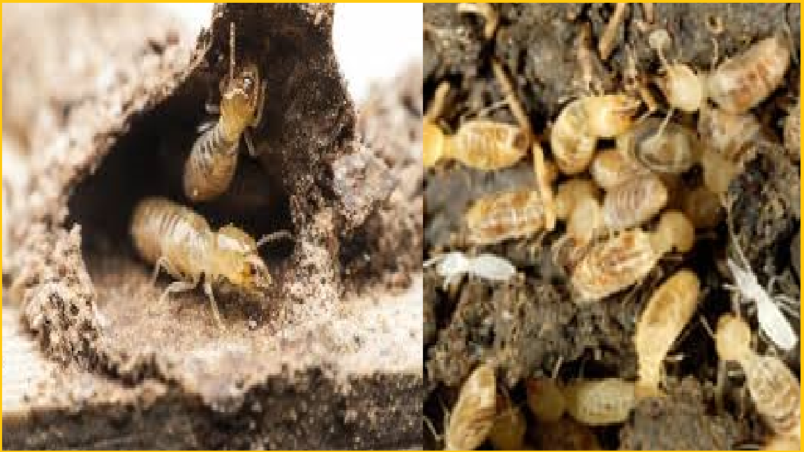 Diet moi hung yen gia re