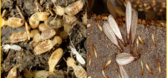 Diet moi tai phu yen