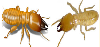 Diet moi vinh yen gia re nhat