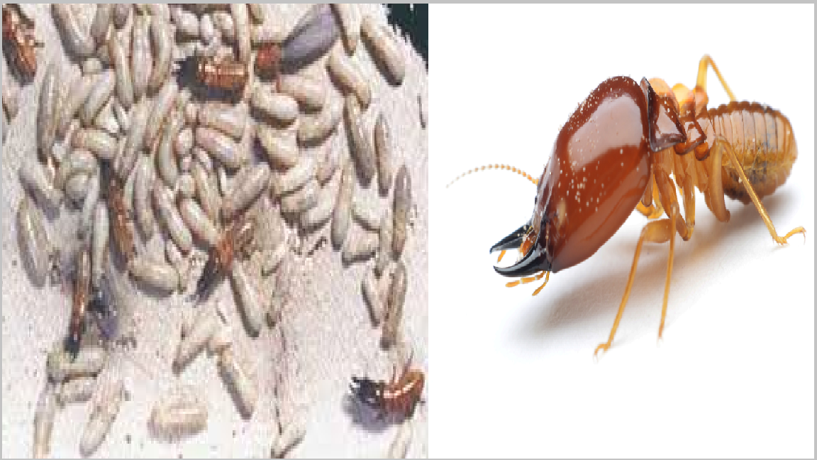 Diet moi tan goc 24h hcm