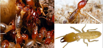 Diệt mối tại quận 2