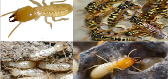 Diệt mối tại quận 2 tphcm