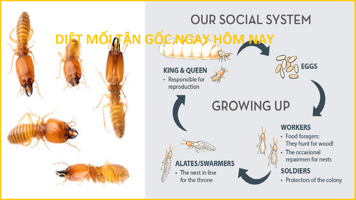 Diệt mối tại quận 2