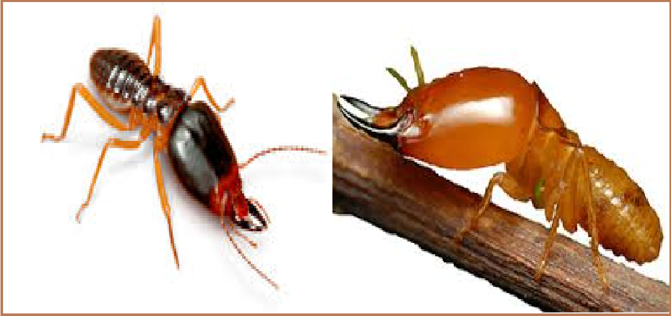 Diet moi tai quan 6 hcm