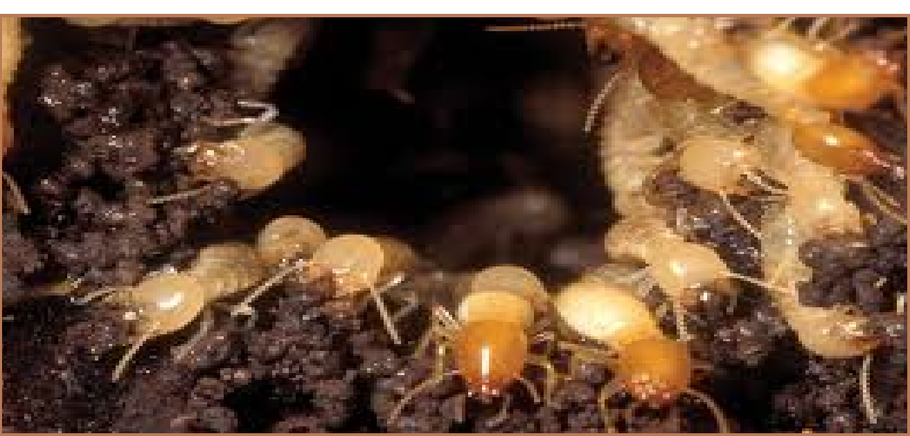 Diệt mối Anh Thư 365