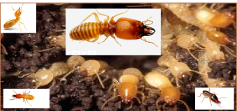 Diệt mối ăn gỗ 24h