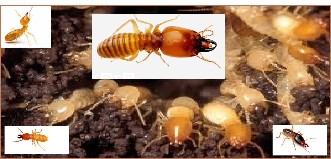 Diệt mối ăn gỗ 24h