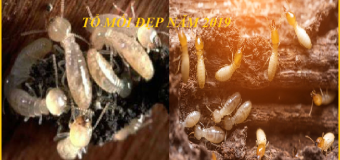 Diệt mối cây trồng hcm 365