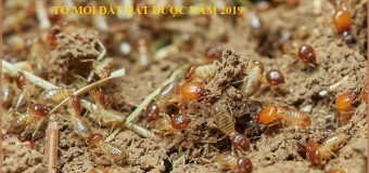 Diệt mối cây trồng hcm 365h