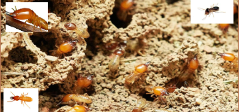 Diệt mối dân gian tphcm giá rẻ