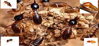 Diệt mối dân gian hcm 23