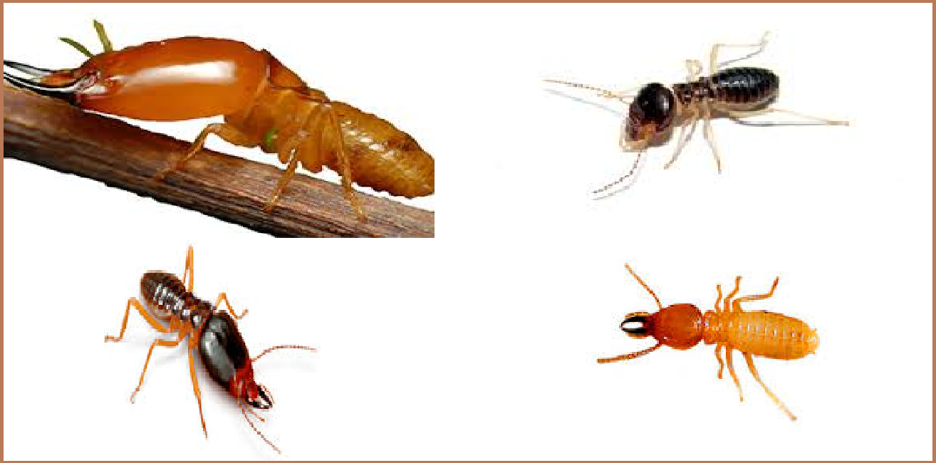 Diệt mối dân gian hcm giá rẻ