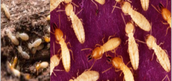 Diệt mối dân gian tphcm