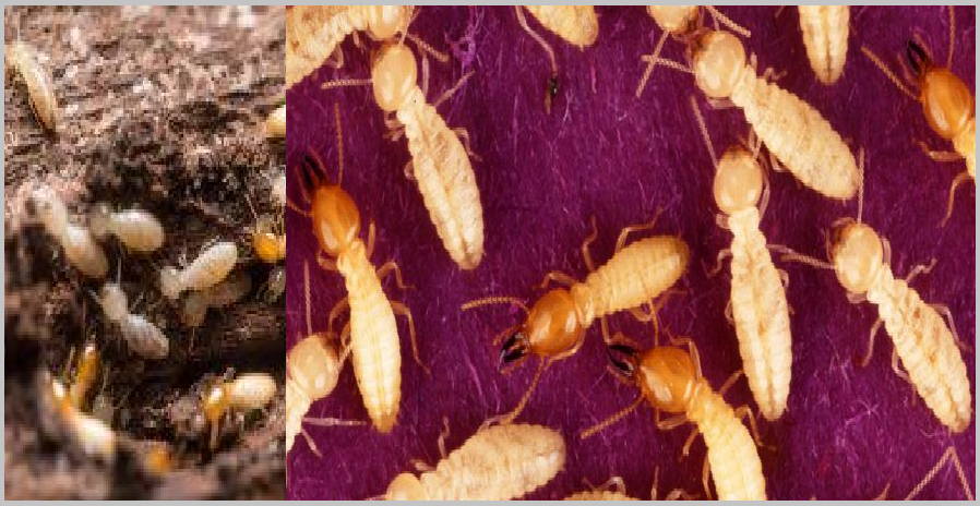 Diệt mối dân gian tphcm