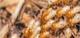 Diệt mối dân gian tphcm 365h