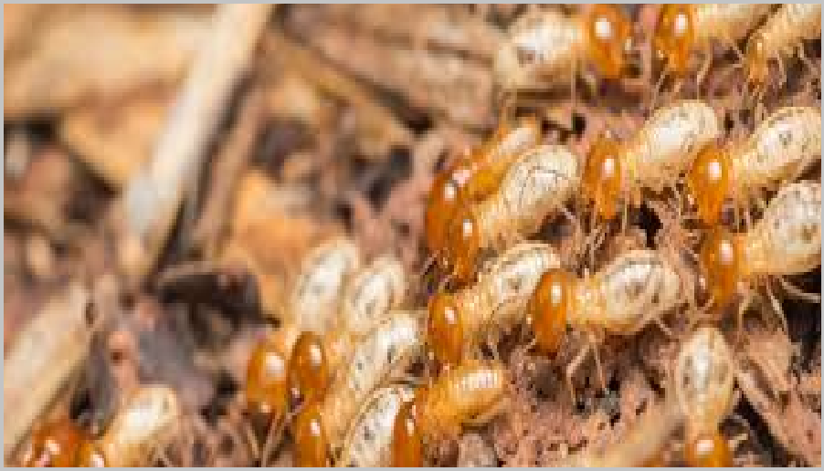 Diệt mối dân gian tphcm 365h