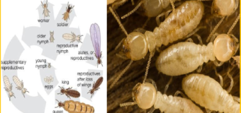 Diệt mối dân gian tphcm 24h