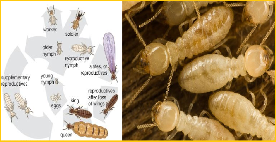 Diệt mối dân gian tphcm 24h