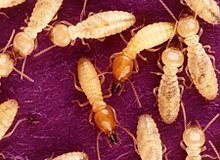 Diệt mối đại việt 365 giá rẻ