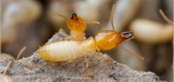 Diệt mối 3 giá rẻ