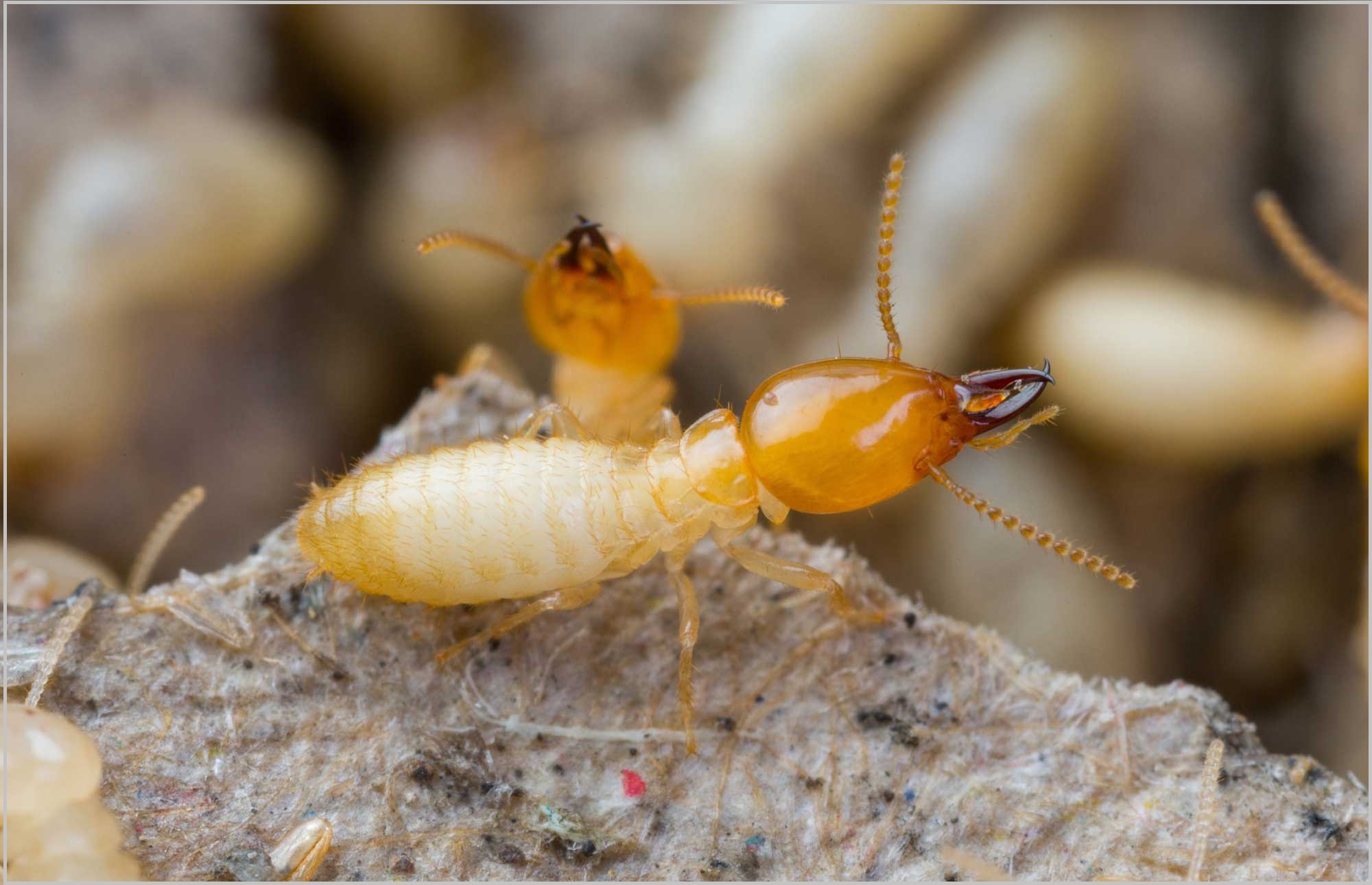 Diệt mối 3 giá rẻ