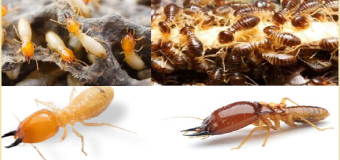 Diệt mối đơn giản 365 giá rẻ