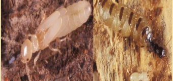 Diệt mối đồng nai 365h uy tín