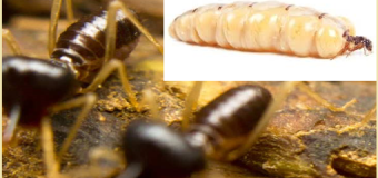 Danh sách các khu công nghiệp tỉnh Đồng Nai 2020 uy tín