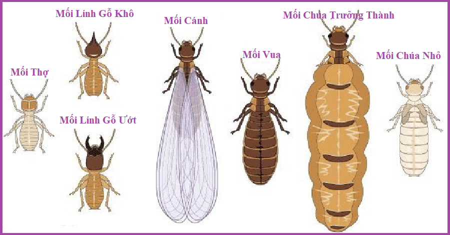 Diệt mối dân gian bằng