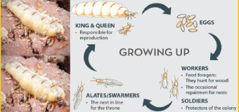 Cách diệt mối đất 247