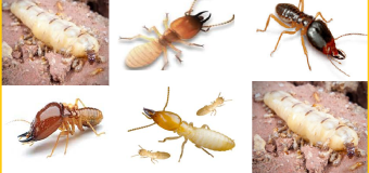 Cách diệt mối đất 247 giá rẻ