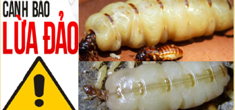 Dịch vụ diệt mối lừa đảo chuyên nghiệp