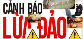 Cty diệt mối lừa đảo giá rẻ