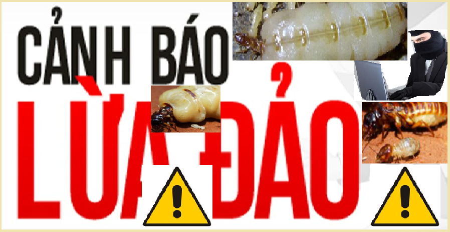 Cty diệt mối lừa đảo giá rẻ