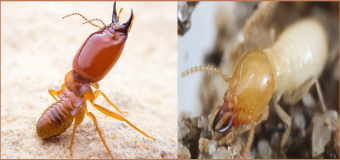 Diệt mối giá bao nhiêu là hợp lý