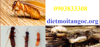 Diệt mối hà thành chất lượng