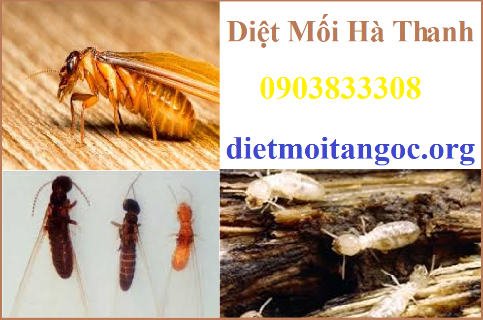 Diệt mối hà thành chất lượng