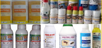 Thuốc diệt mối kiến tuyệt vời nhất 24