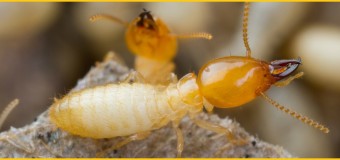 Diệt mối gỗ khô có chất lượng