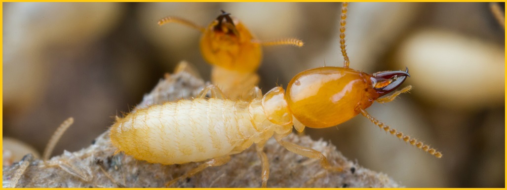 Diệt mối gỗ khô có chất lượng