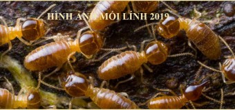 Diệt mối hcm giá rẻ