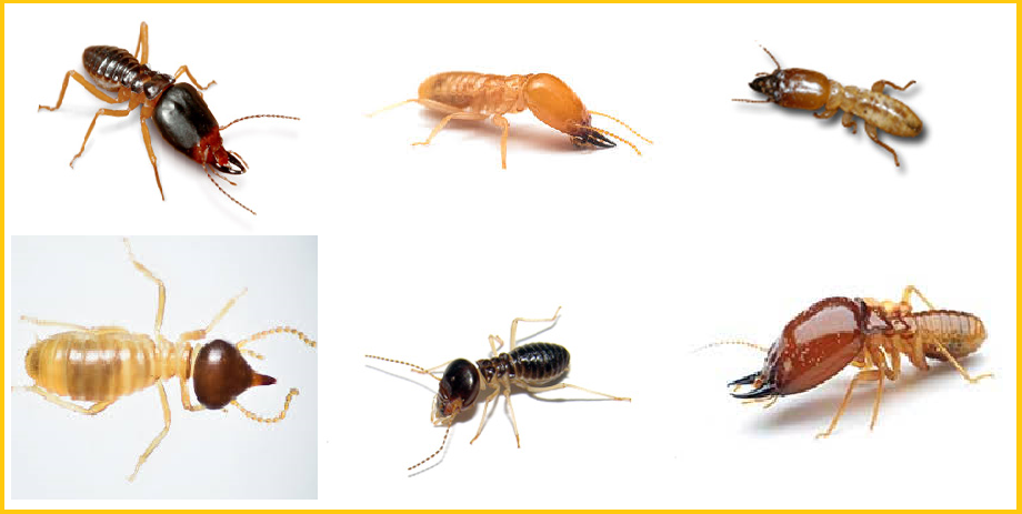 Cách diệt mối trước khi xây nhà uy tín
