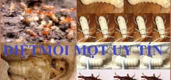 Cách diệt mối mọt uy tín