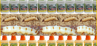 Diệt mối như thế nào hiệu quả cao