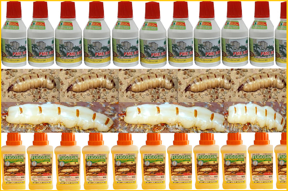 Diệt mối như thế nào hiệu quả cao