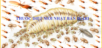 Diệt mối Nhật Bản rẻ nhất