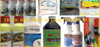 Thuốc diệt mối loại nào tốt nên mua